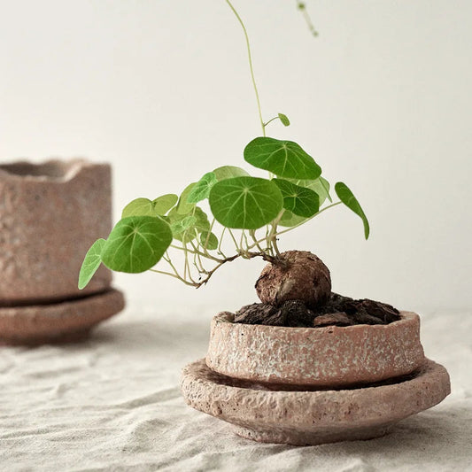 This Rough Pottery Vase, crafted from ceramic and porcelain in a medium size, embodies timeless pastoral charm. Its textured finish and natural tones bring an authentic, rustic feel to any interior, making it an ideal centrepiece for those who appreciate artisanal craftsmanship and classic country style. Perfect for displaying dried flowers or standing alone as a statement piece, it blends durability with elegant simplicity.